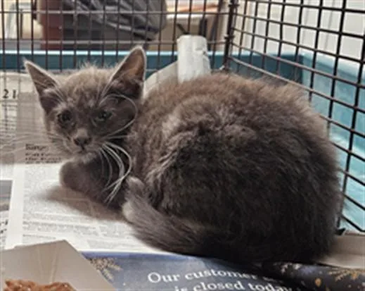 A baby small-sized female Domestic Short Hair cat named Ansel for adoption in Los Angeles, CA