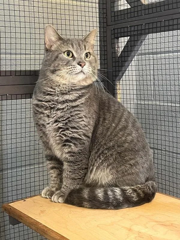 An adult medium-sized female Tabby (Buff / Tan / Fawn) Domestic Short Hair cat named Jude for adoption in Pegram, TN