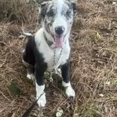 A baby medium-sized male Border Collie dog named Blue Jay for adoption in Alexandria, LA
