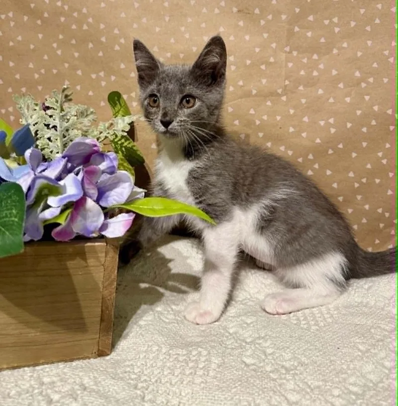 A baby small-sized female Domestic Short Hair cat named Henrietta for adoption in Groveland, MA