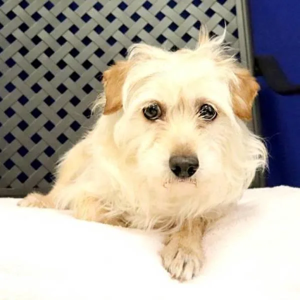 An adult small-sized male Terrier dog named Michaelangelo for adoption in Fort Davis, TX