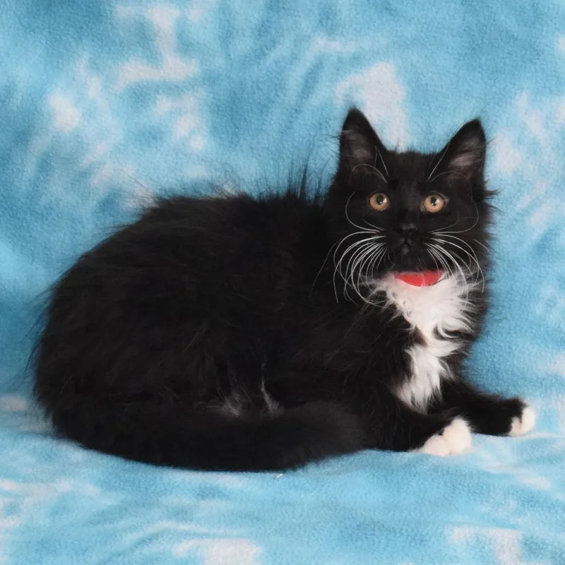 A baby small-sized male Black Domestic Short Hair cat named Hyde for adoption in Eureka, CA