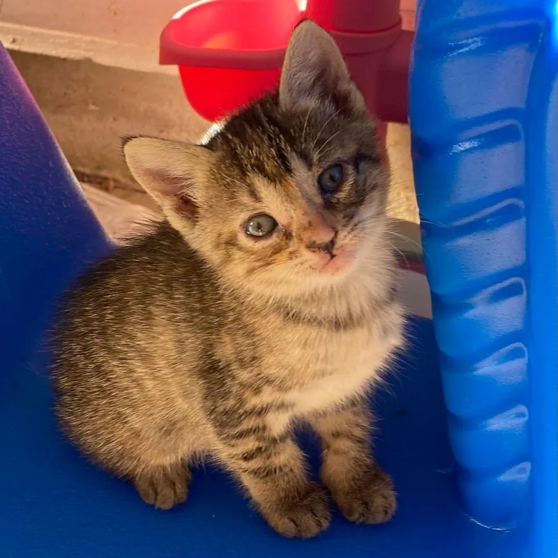 A baby small-sized female Brown / Chocolate Domestic Short Hair cat named Kimber for adoption in Bedford, NH