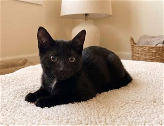 A baby medium-sized male Domestic Short Hair cat named Truffle for adoption in San Pedro, CA