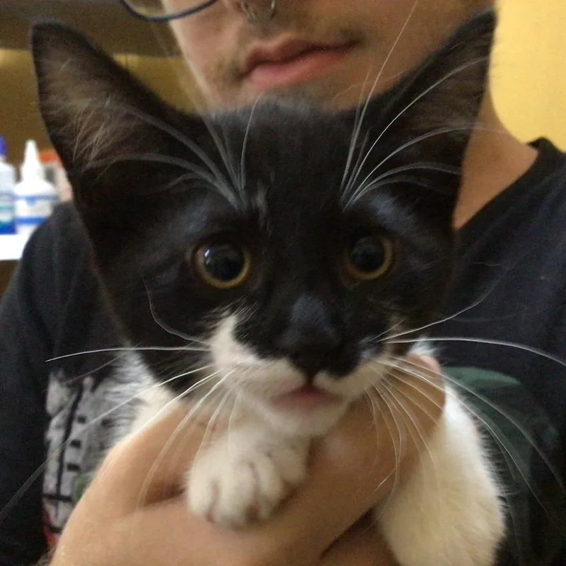 A baby small-sized female Black Domestic Medium Hair cat named Lilith Of The Valley for adoption in New Orleans, LA