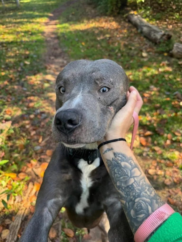 An adult large-sized male Pit Bull Terrier dog named Dumbo for adoption in Pottsville, PA