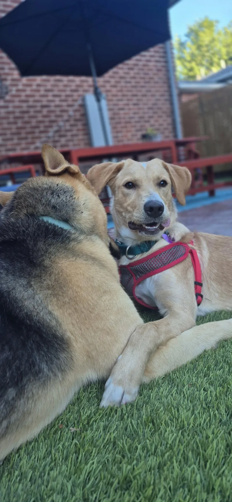 A young large-sized female Labrador Retriever dog named Sugar for adoption in Aurora, CO