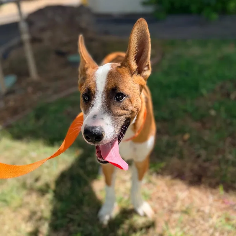 Hugo