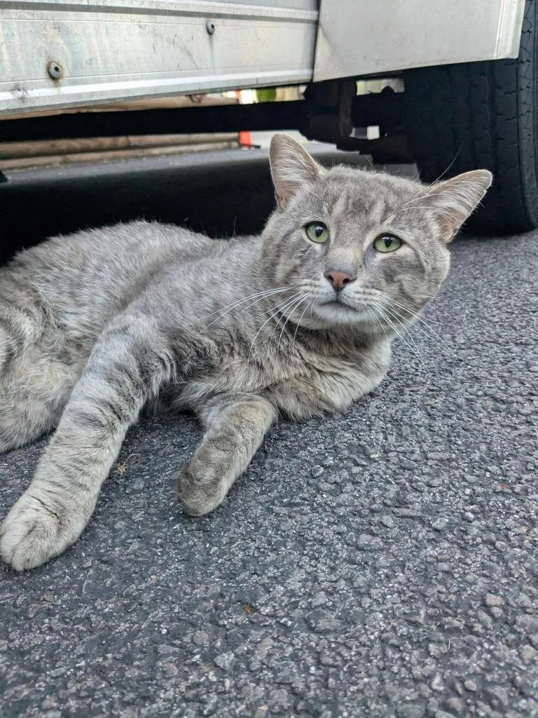A young large-sized male Domestic Short Hair cat named Rocky for adoption in Liverpool, NY