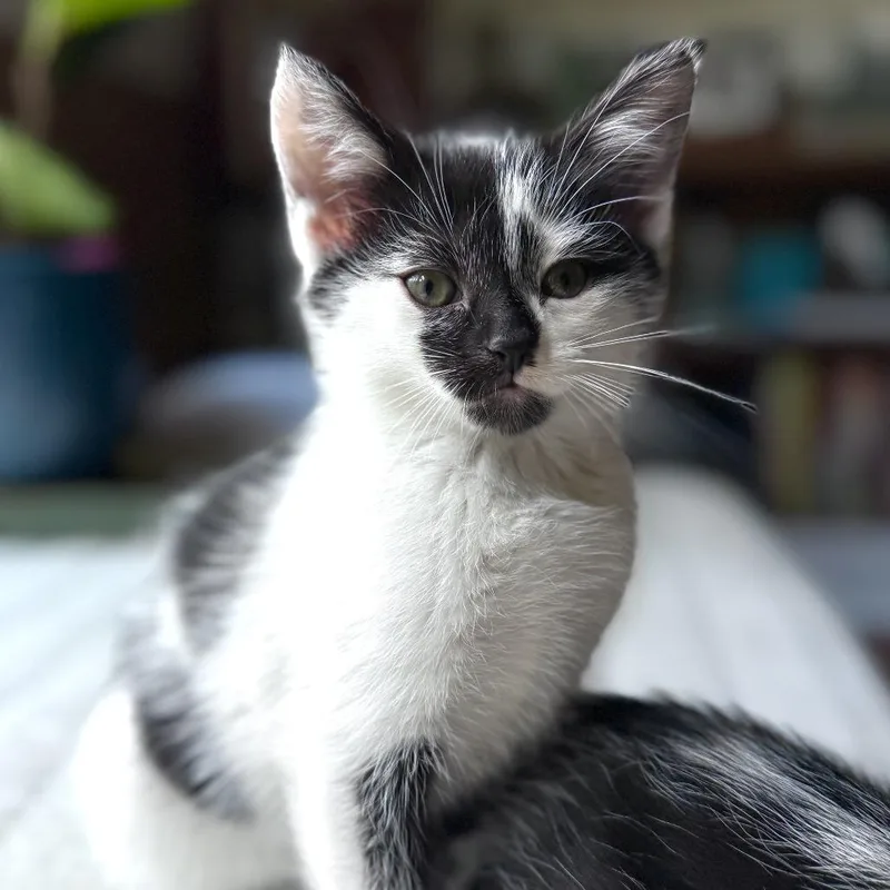 A baby small-sized male Black Domestic Short Hair cat named Hannah for adoption in Winston-Salem, NC