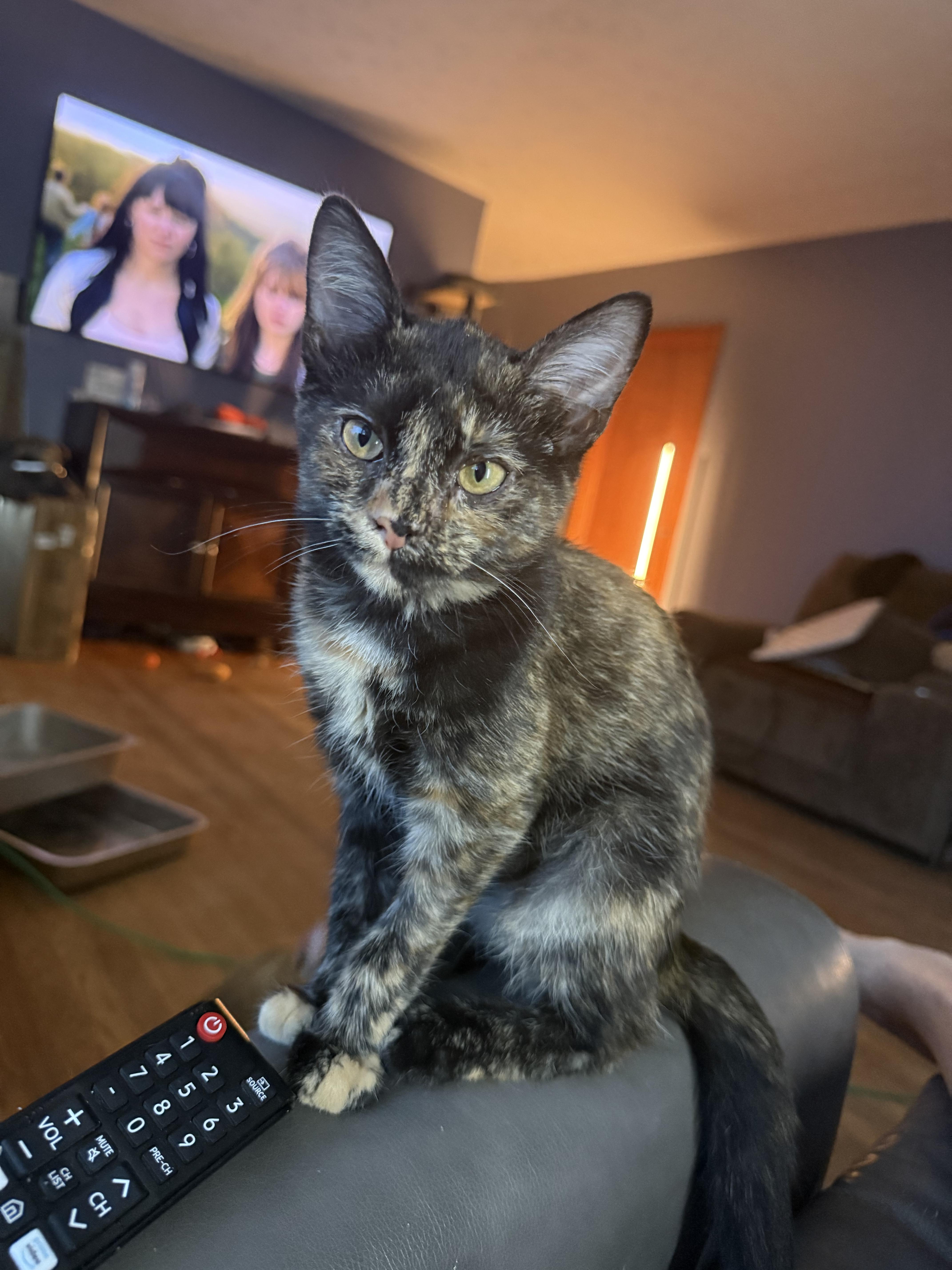 A young medium-sized female Tortoiseshell Domestic Short Hair cat named Mistletoe Quattro for adoption in Franklin, OH
