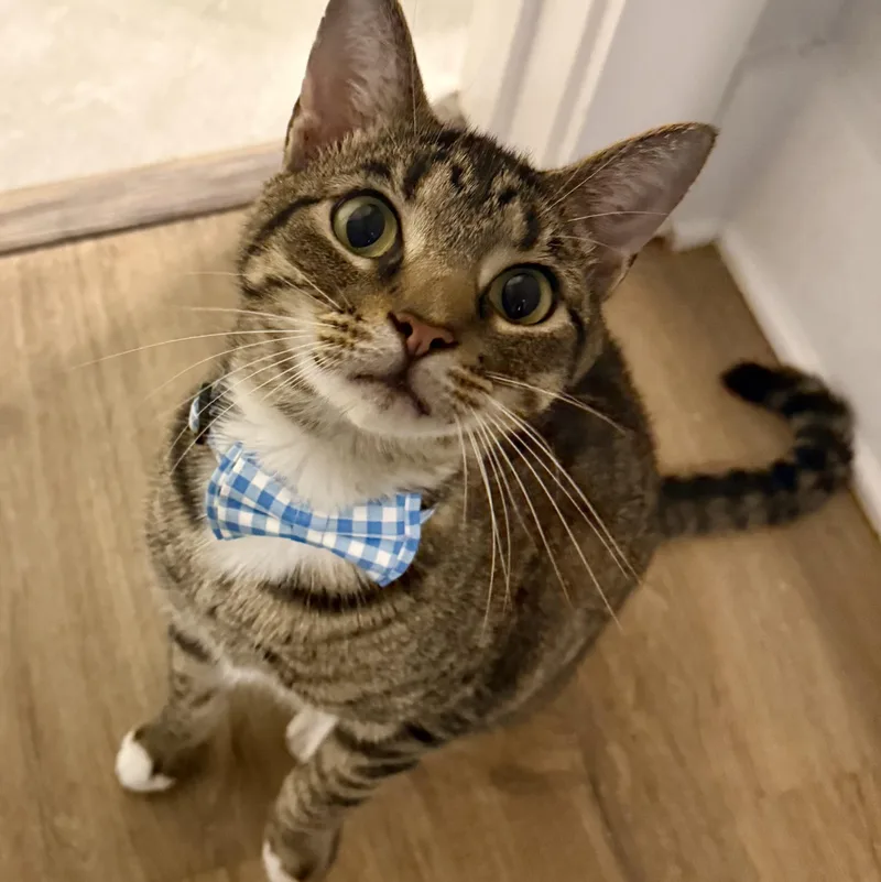 An adult medium-sized male Buff / Tan / Fawn Tabby cat named Fig Newton for adoption in Denver, NC