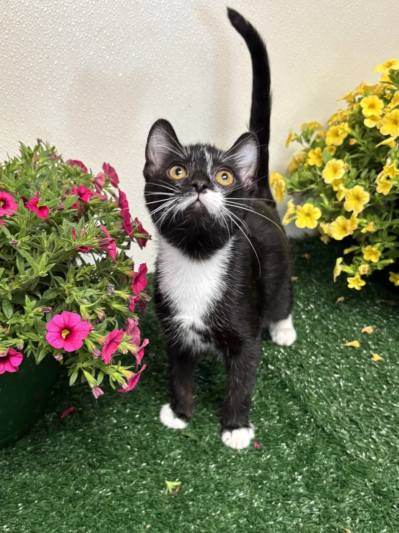 A young medium-sized male Black & White / Tuxedo Domestic Short Hair cat named Dewey for adoption in Effingham, IL