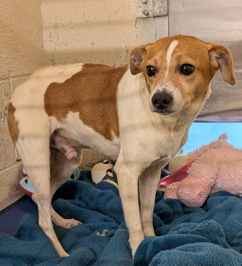 An adult medium-sized male Rat Terrier dog named Woody for adoption in Seven Points, TX