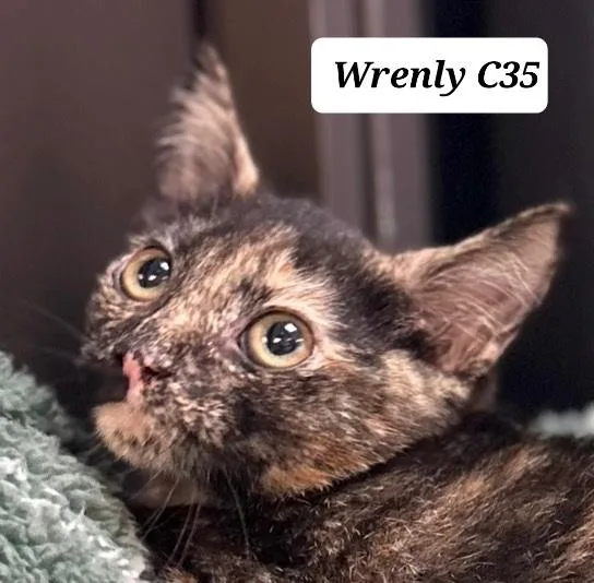 Wrenly