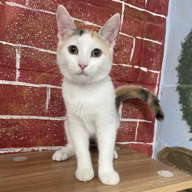 A baby small-sized female Calico Domestic Short Hair cat named Becca for adoption in Laredo, TX