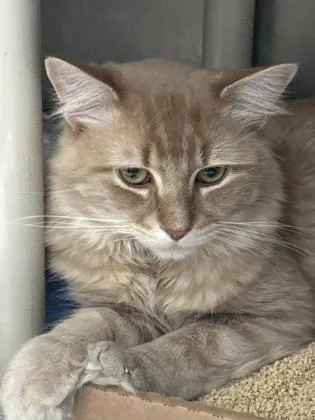 Sir Lancelot