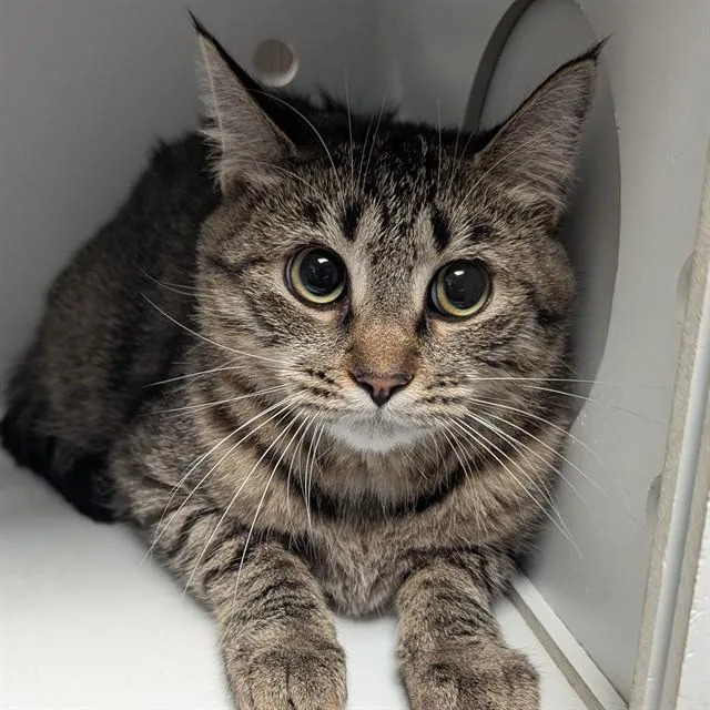 A young small-sized female Domestic Short Hair cat named Cassowary for adoption in Olivette, MO