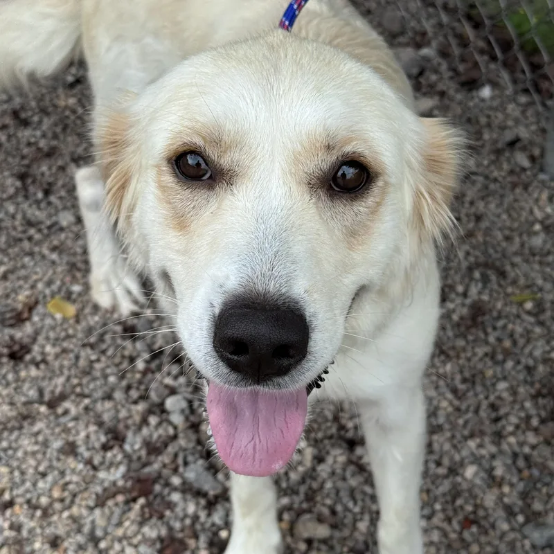 An adult medium-sized female White / Cream Yellow Labrador Retriever dog named Yasmine for adoption in Wilmington, OH
