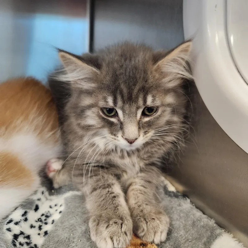 A baby medium-sized male Tabby (Gray / Blue / Silver) Domestic Long Hair cat named Rome for adoption in Liberty, MO