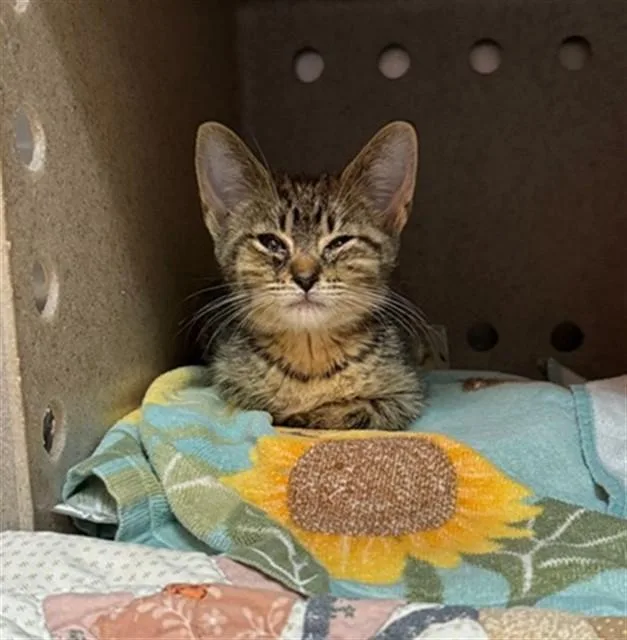 A baby small-sized male Domestic Short Hair cat named Willie for adoption in Louisville, KY