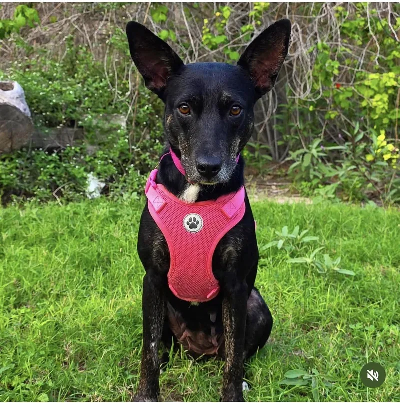 A young small-sized female Black Mixed Breed dog named Canela for adoption in Sullivan City, TX