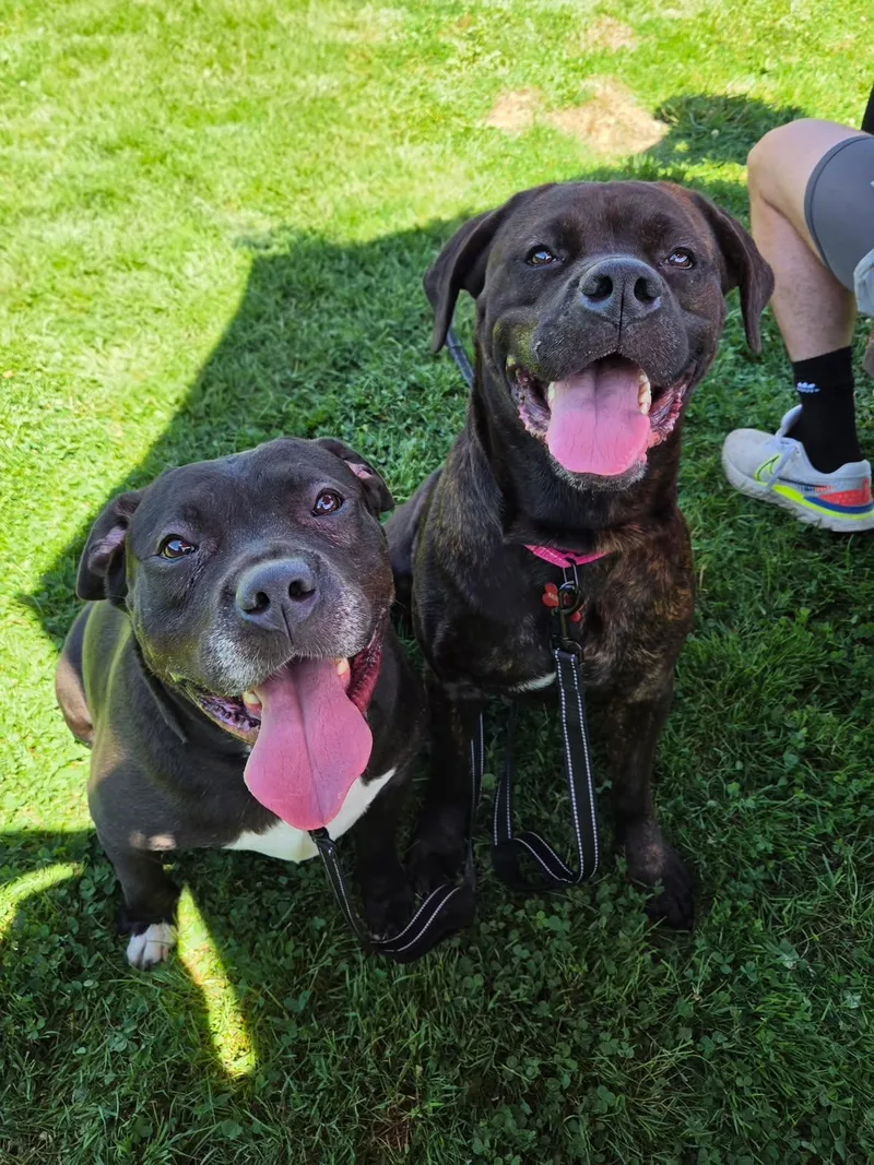 An adult large-sized female Black Terrier dog named Flow for adoption in Warren, OH