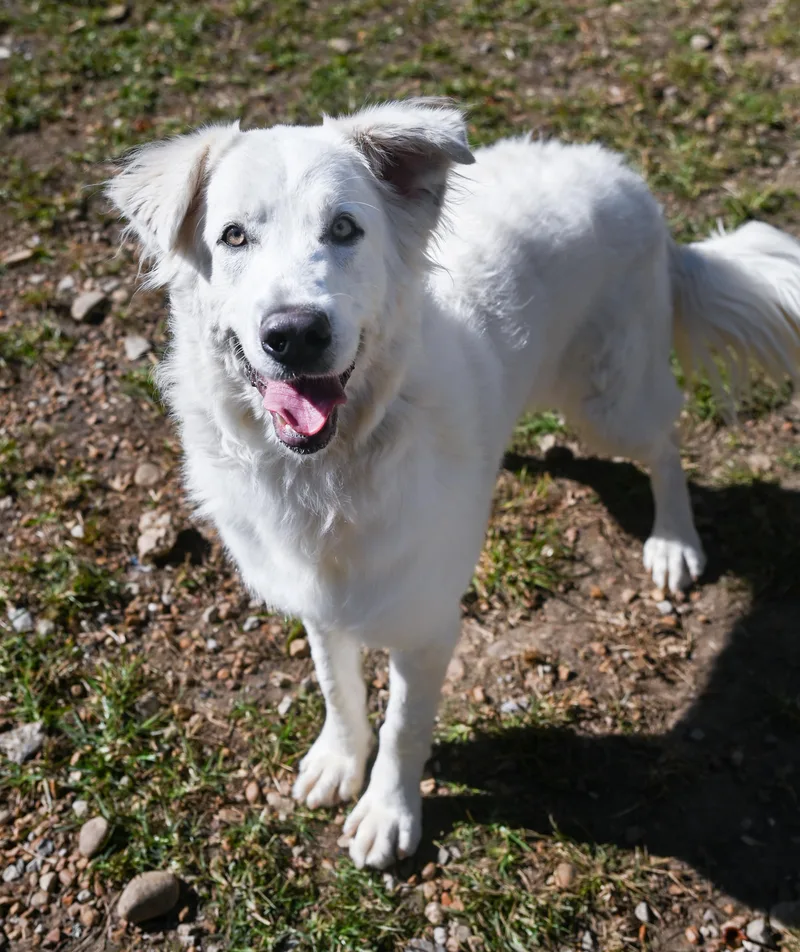 A young large-sized female Great Pyrenees dog named Perla for adoption in Chattanooga, TN
