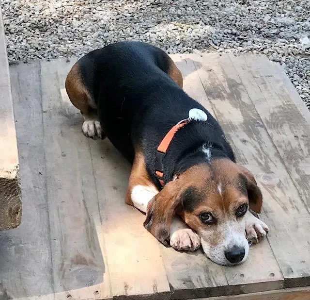 A young small-sized male Tricolor (Brown, Black, & White) Beagle dog named Buck for adoption in Honeoye Falls, NY