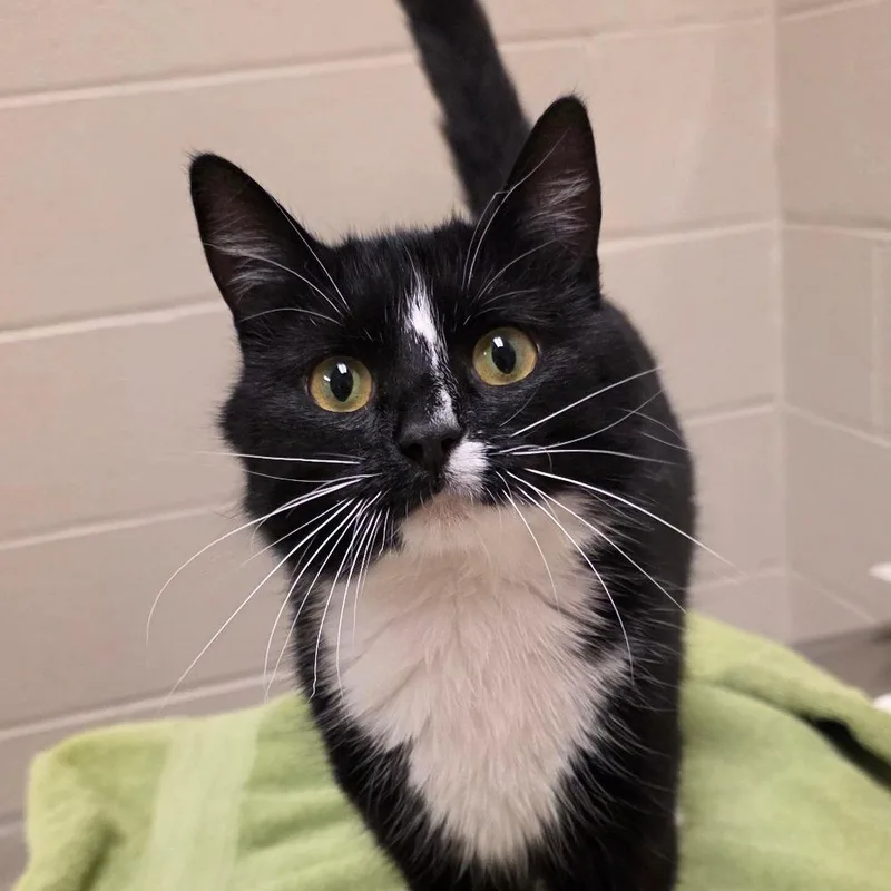 An adult medium-sized female Domestic Short Hair cat named Milky Way for adoption in South Bend, IN
