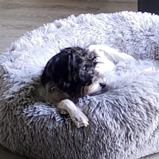 An adult small-sized female Tricolor (Brown, Black, & White) Miniature Schnauzer dog named Lizzy for adoption in Calabash, NC