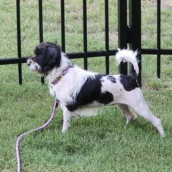 Lizzy thumbnail 2