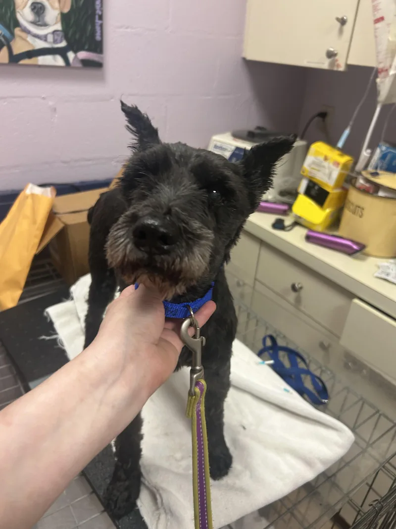 A senior small-sized male Black Miniature Schnauzer dog named Elroyhospice for adoption in Oak Ridge, NJ