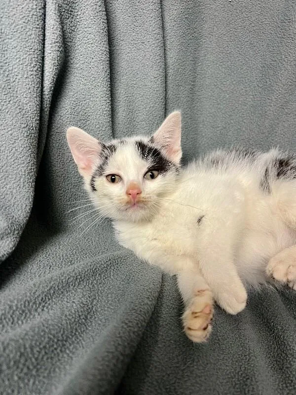 A young medium-sized male White Domestic Short Hair cat named No Turn On Red for adoption in North Babylon, NY