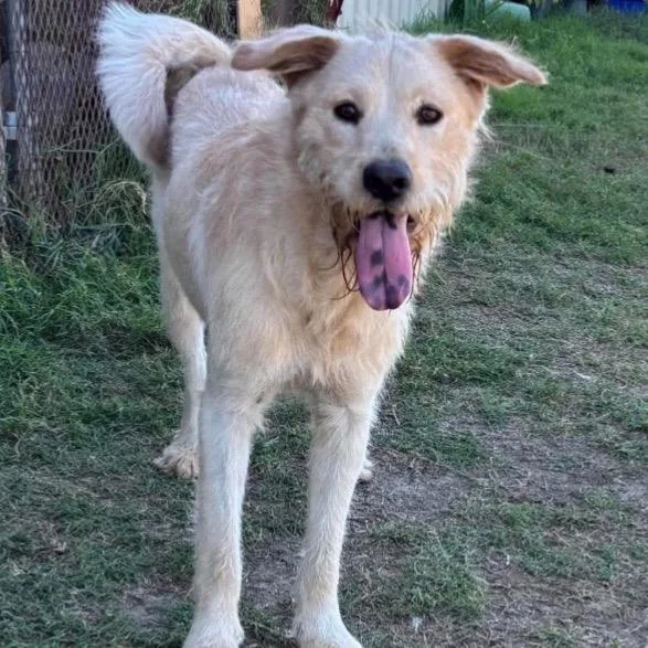 An adult medium-sized female White / Cream Mixed Breed dog named Blondie for adoption in Buffalo, MN