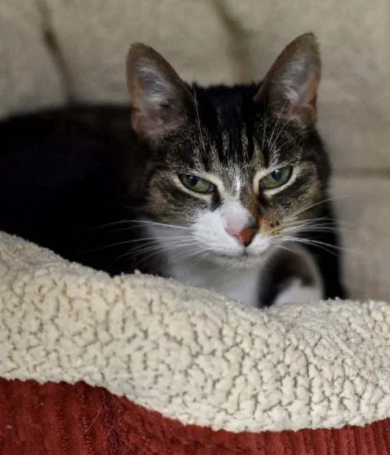 An adult medium-sized female Tabby (Brown / Chocolate) Domestic Short Hair cat named Cassie for adoption in Marietta, GA