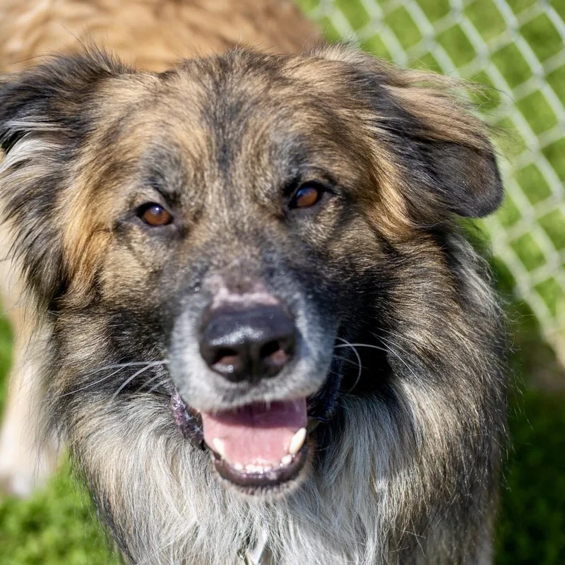 An adult large-sized male Great Pyrenees dog named Grande for adoption in Valparaiso, IN
