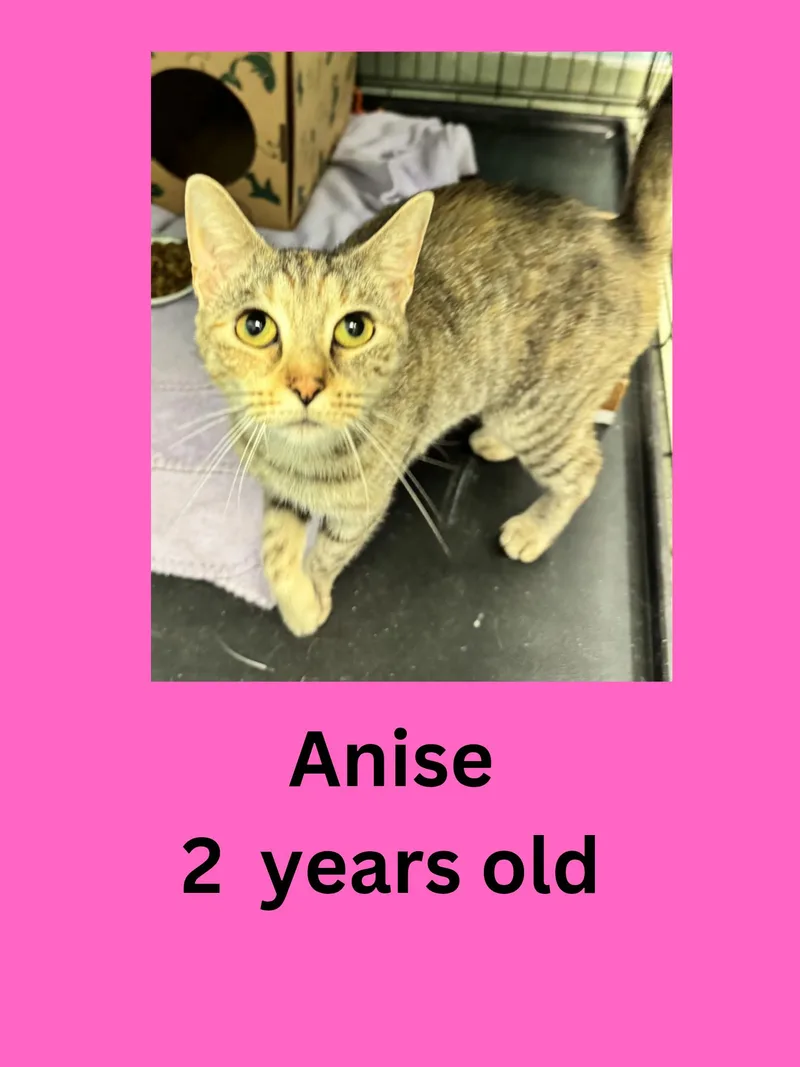 An adult medium-sized female Tabby (Brown / Chocolate) Domestic Short Hair cat named Anise for adoption in Ravenna, OH