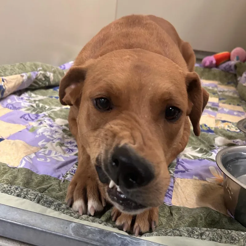 An adult medium-sized female Red / Chestnut / Orange Rhodesian Ridgeback dog named Carnelian for adoption in Flagstaff, AZ