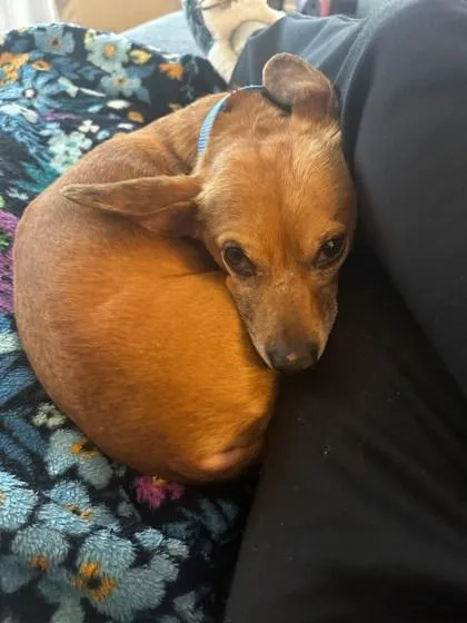 An adult small-sized male Mixed Breed dog named Brujo for adoption in Fairfax, VA