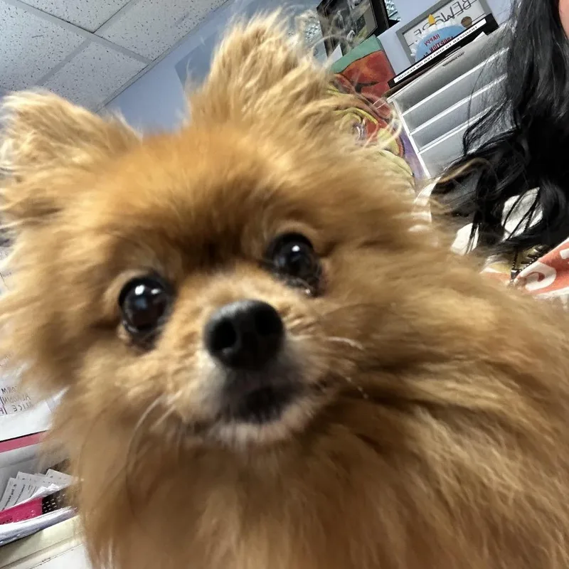 A senior small-sized female Yellow / Tan / Blond / Fawn Pomeranian dog named Bear for adoption in Uniontown, PA