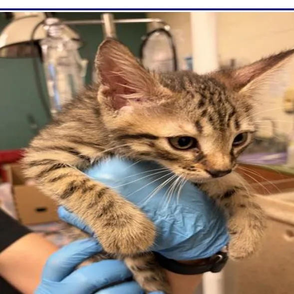 A baby small-sized male Brown / Chocolate Domestic Short Hair cat named Cookie for adoption in Grantsville, UT