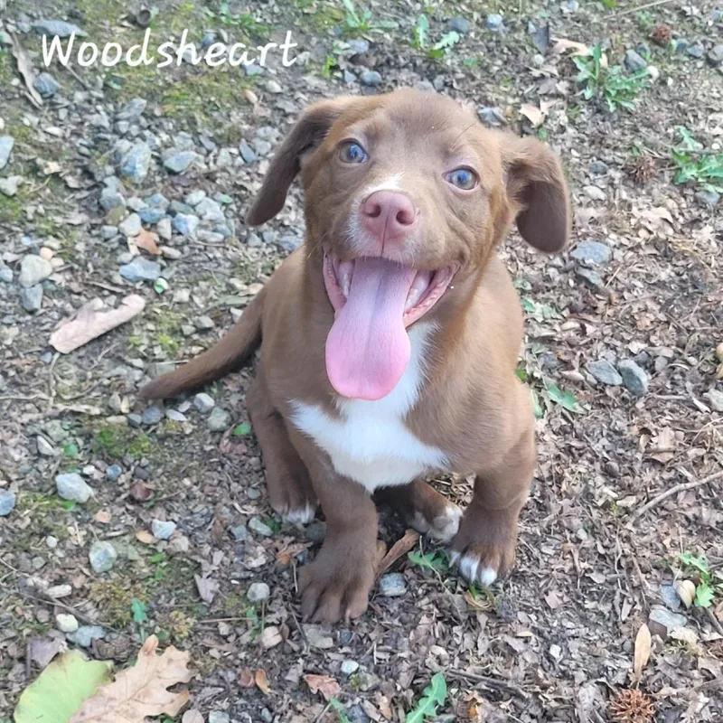 Woodsheart thumbnail 2