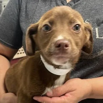 Woodsheart thumbnail 3