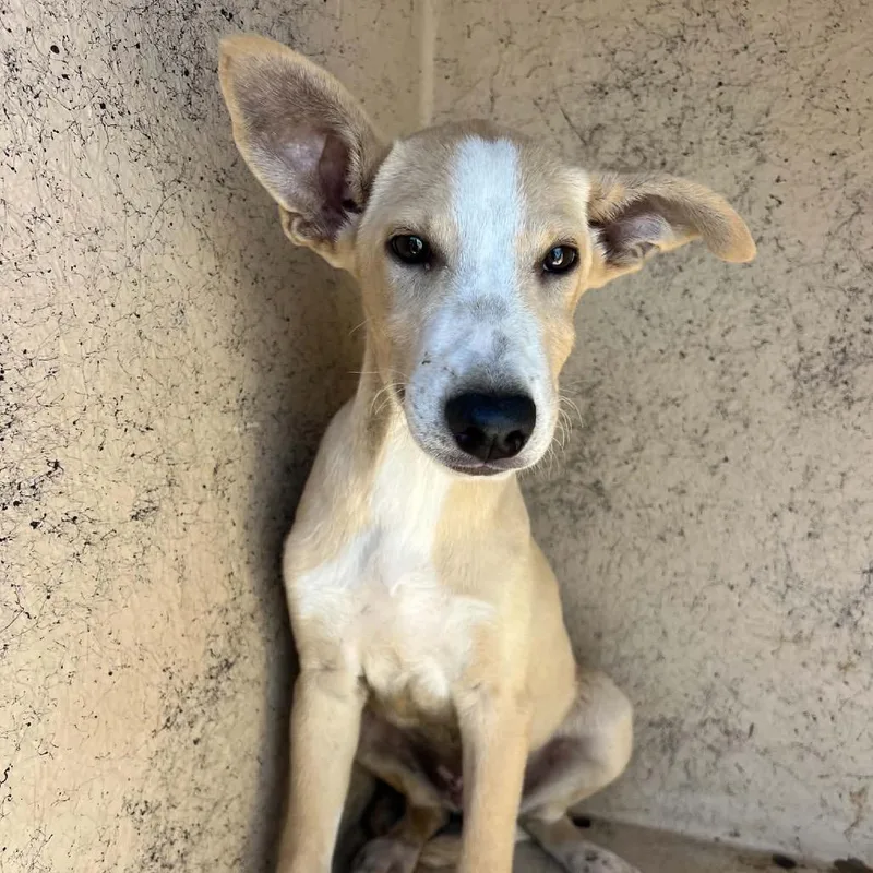 A baby small-sized male Yellow / Tan / Blond / Fawn Shepherd dog named Tiggy for adoption in Bastrop, TX