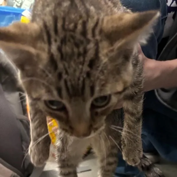 A baby small-sized male Domestic Short Hair cat named Pumpkin for adoption in Des Moines, IA