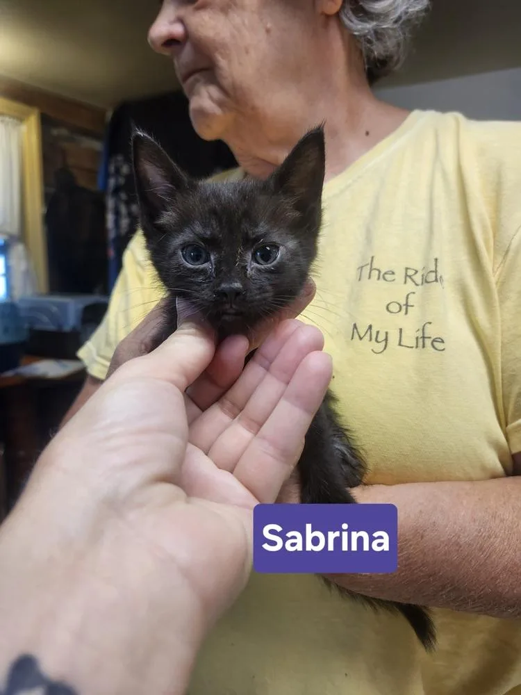 A baby medium-sized female Domestic Short Hair cat named Sabrina for adoption in East Greenville, PA