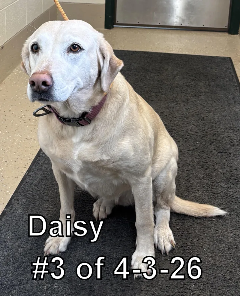 Daisy  Of