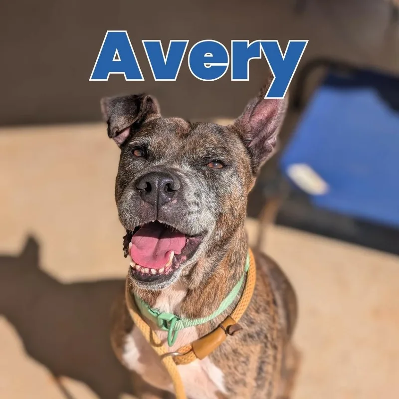 Avery thumbnail 5