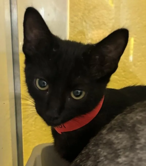 A baby small-sized male Domestic Short Hair cat named Begheera for adoption in Golden, CO